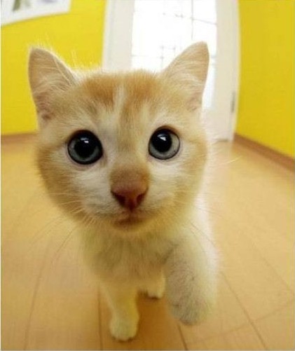 广角镜头下的猫咪……摄影师还好吗?