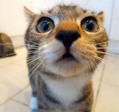 广角镜头下的猫咪……摄影师还好吗?