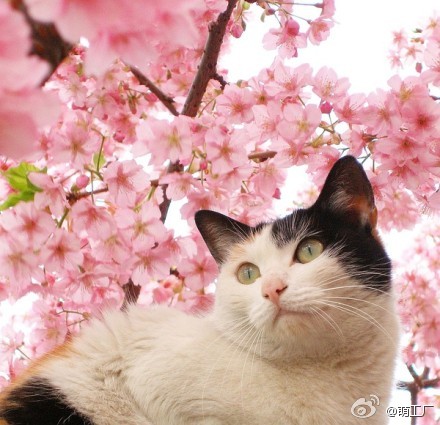 组图：猫咪和樱花 萌物和美景组合