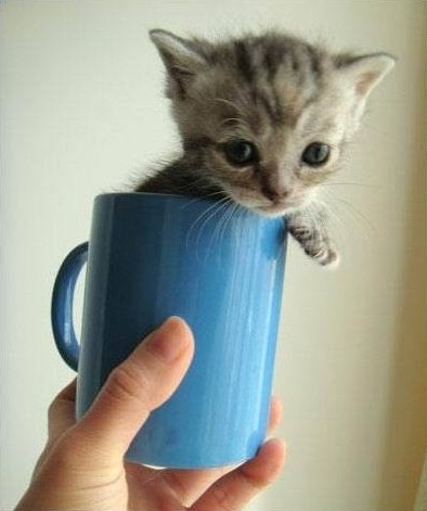 老板，来一杯奶猫!