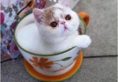老板，来一杯奶猫!