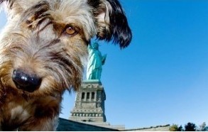 曾经因随主人环游世界而闻名的宠物狗“奥斯卡”近日因车祸不幸在美国加利福尼亚死亡，“奥斯卡”的官方网站发布了这一消息，并通过追忆与回顾其在环球旅行过程中于世界各地留下的精彩瞬间，来纪念这只可爱的宠物狗。