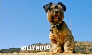 曾经因随主人环游世界而闻名的宠物狗“奥斯卡”近日因车祸不幸在美国加利福尼亚死亡，“奥斯卡”的官方网站发布了这一消息，并通过追忆与回顾其在环球旅行过程中于世界各地留下的精彩瞬间，来纪念这只可爱的宠物狗。
