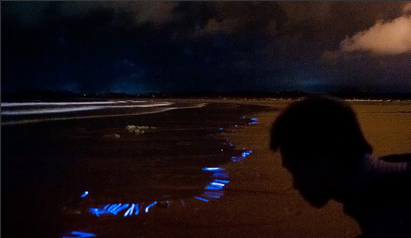8月13日晚，平潭坛南湾的沙滩上惊现“蓝眼泪”，在海浪的拍打下，不断出现荧光色的蓝点，整个海岸线犹如浩瀚的银河星空，让人仿佛置身在“阿凡达”的美妙世界里。据游客报料，坛南湾已连续多日出现“蓝眼泪”奇观。