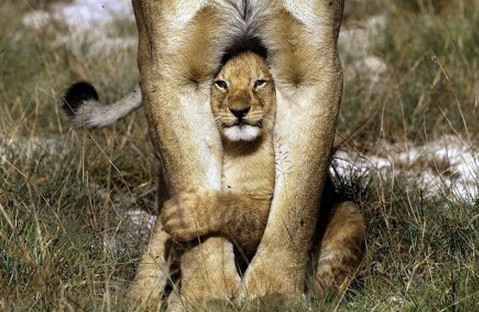一头小狮子和妈妈在一起