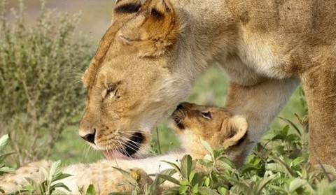 坦桑尼亚Ndutu自然保护区，一头小狮子和妈妈在一起。