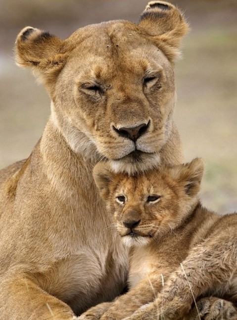 坦桑尼亚Ndutu自然保护区，一头小狮子和妈妈在一起。