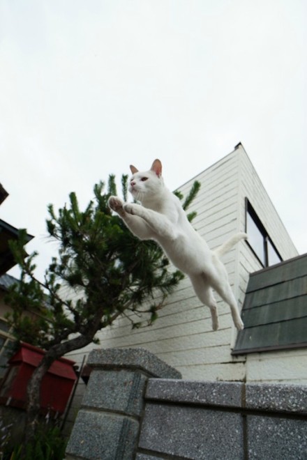 飞翔吧漂浮猫！看看我们的小猫咪，飞檐走壁，飞跃河流…各种悬空漂浮造型，地心引力都抓不住你了。