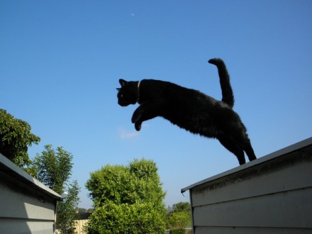 飞翔吧漂浮猫！看看我们的小猫咪，飞檐走壁，飞跃河流…各种悬空漂浮造型，地心引力都抓不住你了。