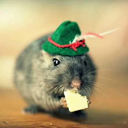 小老鼠戴上帽子，也很萌。来看这些小萌鼠的帽子秀。