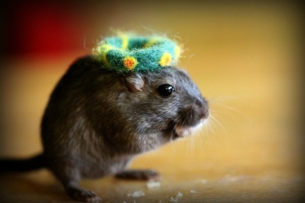 小老鼠戴上帽子，也很萌。来看这些小萌鼠的帽子秀。