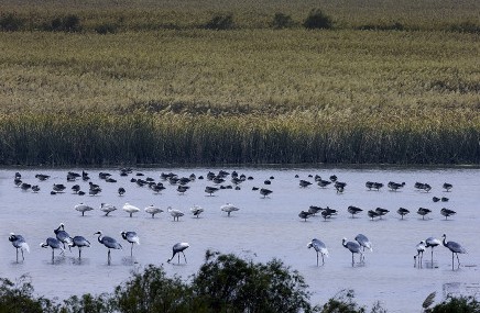 安徽--升金湖自然保护区 位于安徽省池州市境内，面积33333公顷，1986年经省政府批准建立，1997年晋升为国家级，主要保护对象为白头鹤等越冬珍禽及湿地生态系统。该保护区是中国40个有国际意义的保护区之一，在国内外享有较高的知名度。