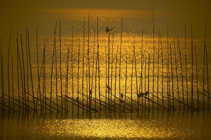 安徽--升金湖自然保护区 位于安徽省池州市境内，面积33333公顷，1986年经省政府批准建立，1997年晋升为国家级，主要保护对象为白头鹤等越冬珍禽及湿地生态系统。该保护区是中国40个有国际意义的保护区之一，在国内外享有较高的知名度。