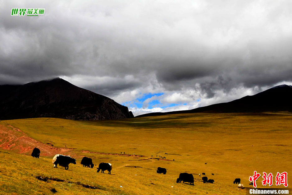 图为一群牦牛在风雨来临之前于山间觅食。