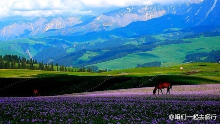 新疆旅游，去新疆伊犁，骑马，看花海。