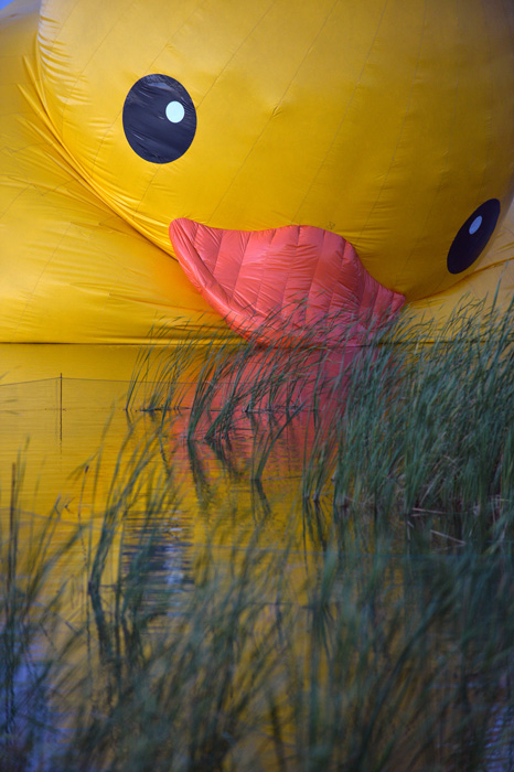 9月24日，泄气的大黄鸭，静静躺在园博湖水面。9月24日，逐渐“泄气”的大黄鸭仿佛是在“吻别”园博湖水面。