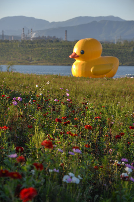 9月24日，大黄鸭迎着夕阳，在园博湖内最后一日展示。