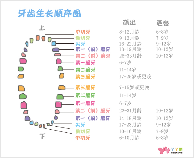 婴儿出牙顺序