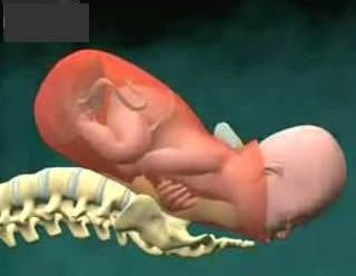 胎儿出生全过程图解_怀孕科普图库_亲亲宝贝网