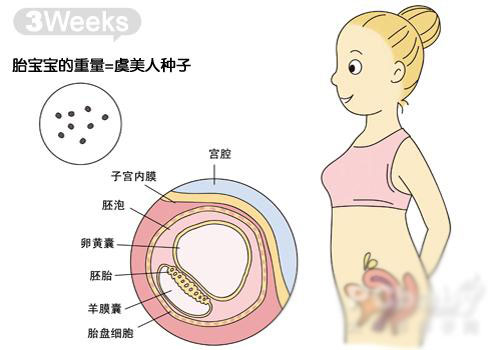 怀孕1-10月胎宝宝发育趣味图解