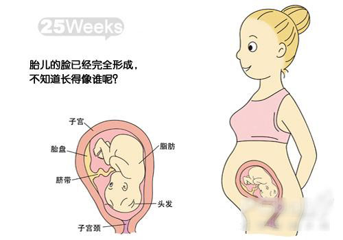 怀孕21-30周胎宝宝发育图解