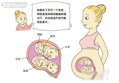双胞胎胎儿发育趣味图解_怀孕科普图库_亲亲宝贝网