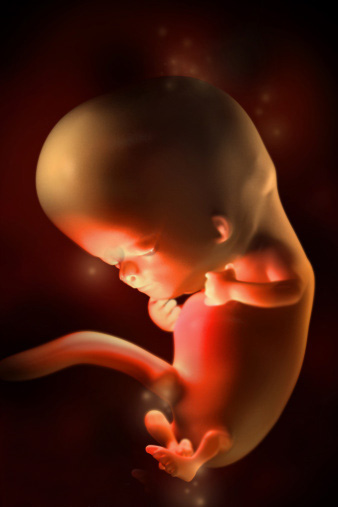 怀孕1-10周胎儿发育3d图
