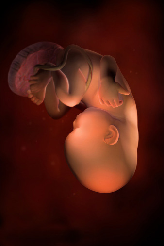 怀孕3140周胎儿发育3d图