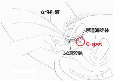 g点是什么    g点由德国妇产科医生恩斯梯·格拉齐拍首先提出,即指在