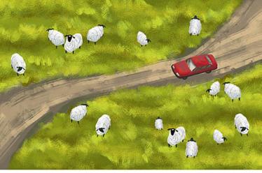 甲鱼的功效与作用 甲鱼的功效与作用