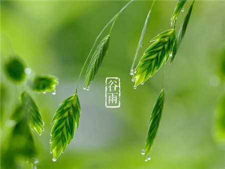 日历谷雨是什么意思?雨生百谷好时节