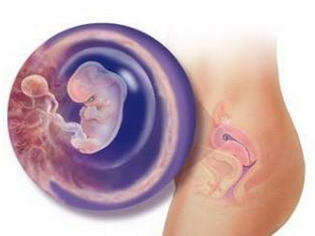 【怀孕8周胎儿发育情况】怀孕第八周胎儿发育