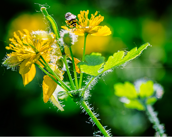 【桂圆的功效与作用】桂圆的功效与作用禁忌_