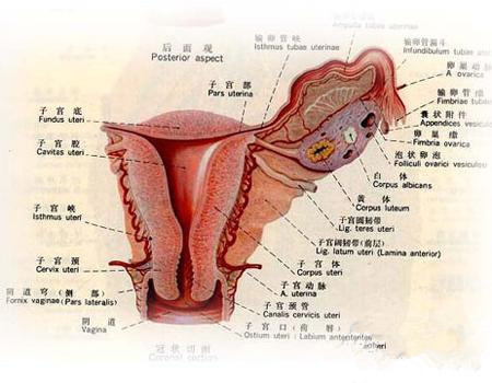 女人阴道有多深