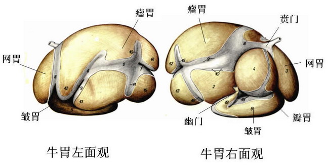 牛有几个胃