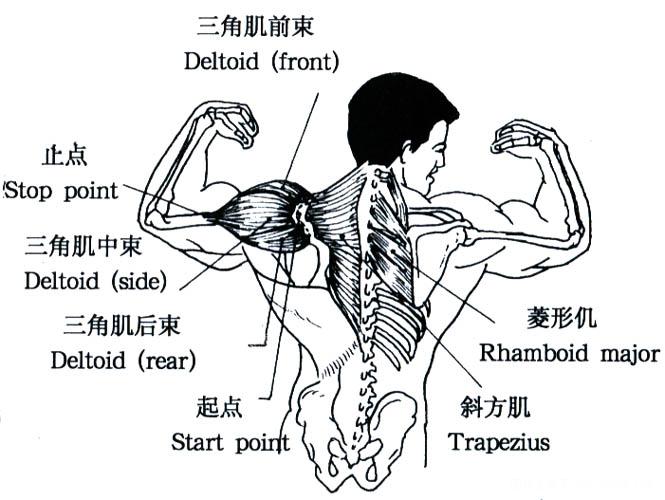 人体肌肉分布图