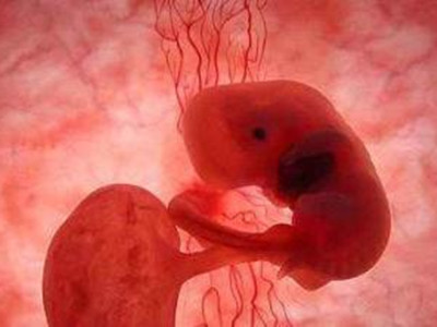 胎儿发育_胎儿_胎儿发育过程图_胎儿发育指标