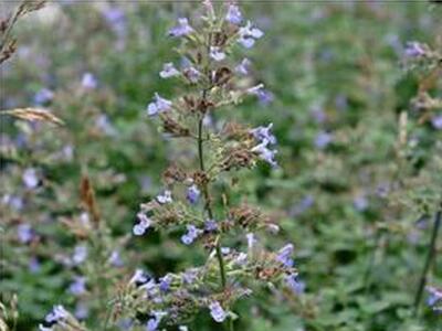 【槐花的功效与作用】槐花的功效与作用是什么