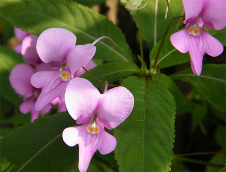 指甲花】指甲花的功效和作用_指甲花的种植方