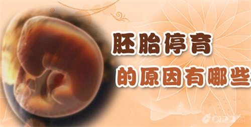 胚胎停止发育的原因