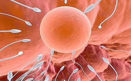 【如何提高卵子质量】提高卵子质量的食物_卵