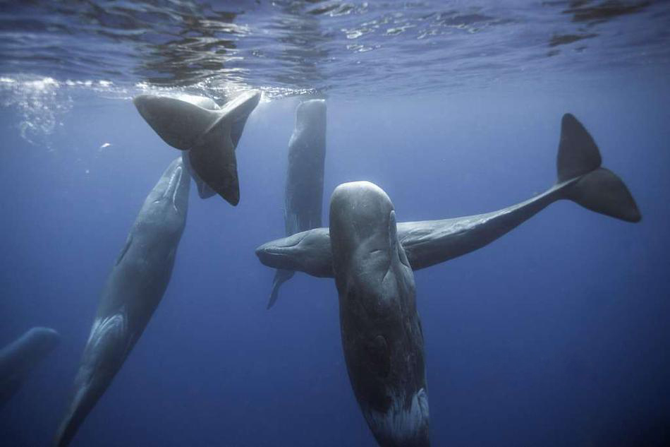 不可思议!摄影师潜水1个月拍到抹香鲸抱团聊