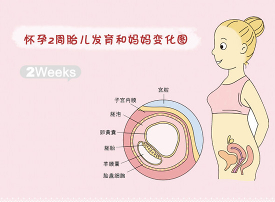 怀孕一个月的胚胎图片 怀孕一个月发育图解