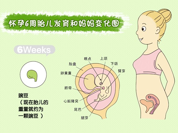 怀孕二个月胎儿发育和妈妈变化图