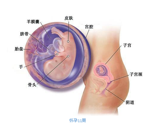 【怀孕三个月】怀孕三个月胎儿图_三个多月胎