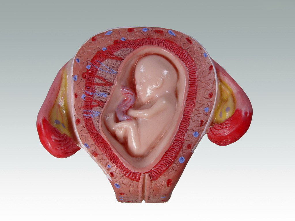 【胎儿模型】胎儿模型图片大全