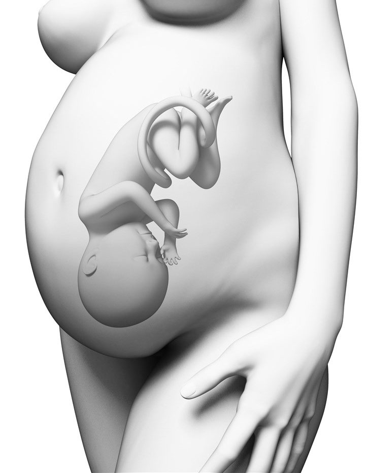 【胎儿在肚子里的图片】胎儿在肚子里的姿势图