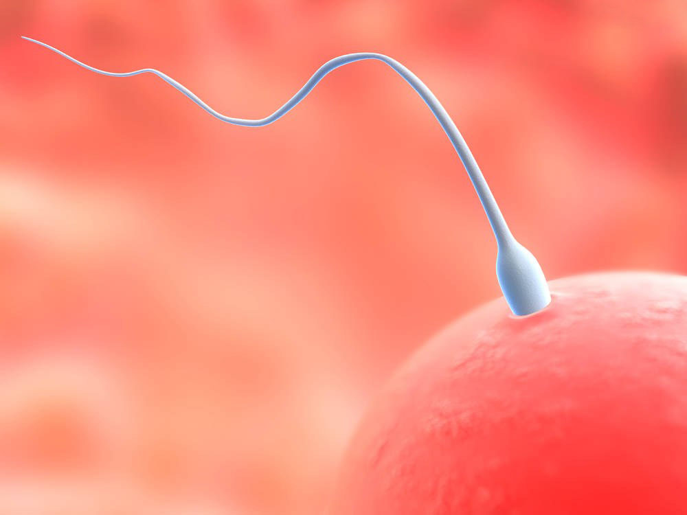 【精子卵子图片】精子和卵子结合效果图_亲亲宝贝网