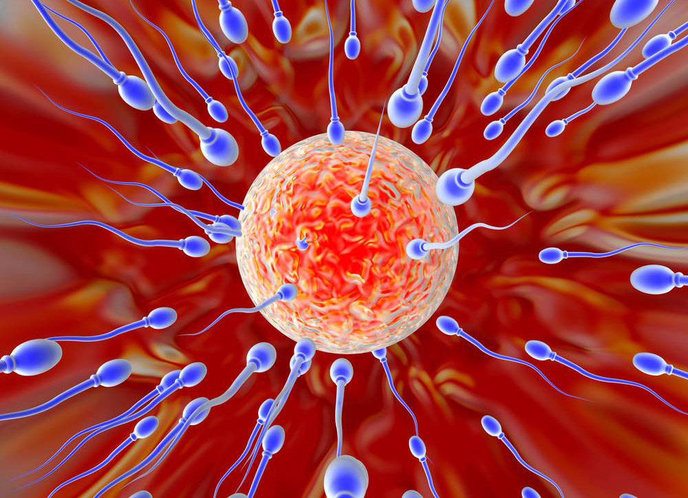 精子与卵子结合示意图,精子与卵细胞结合图,精子和卵子结合图片集_亲亲宝贝网