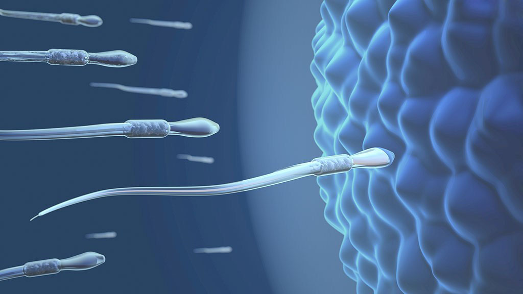 【精子和卵子结合图片】精子和卵子结合过程图